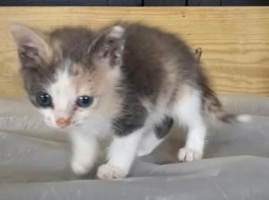 Pearl, Baby Female Domestic Short Hair