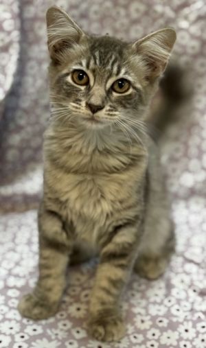 Jordan, Baby Male Domestic Medium Hair