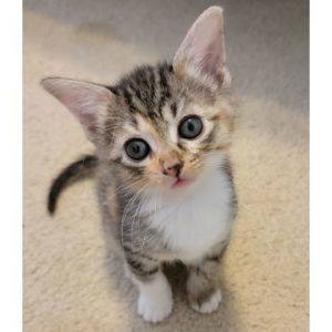Mimi, Baby Female Domestic Short Hair