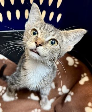 Amelia, Baby Female Domestic Short Hair