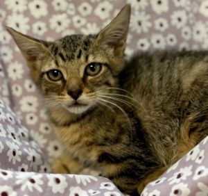 Joey, Baby Male Domestic Short Hair