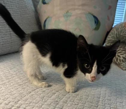 Magpie, an adoptable Munchkin, Domestic Short Hair in Columbia, SC, 29211 | Photo Image 1