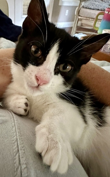 Magpie, an adoptable Munchkin, Domestic Short Hair in Columbia, SC, 29211 | Photo Image 3
