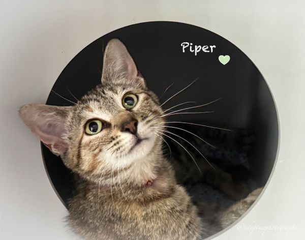 Piper