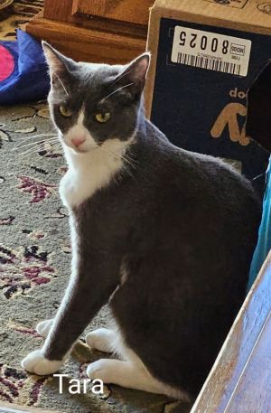 Tara, Adult Female Domestic Short Hair