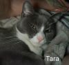 Tara photo 5