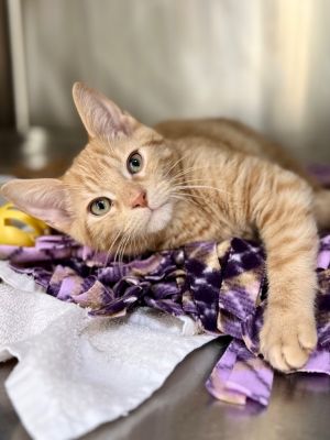 Cloride, Baby Male Domestic Short Hair