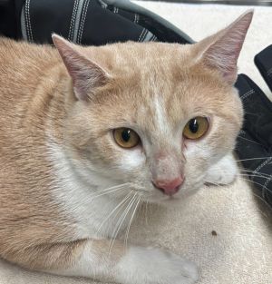 Smokey, Young Male Domestic Short Hair