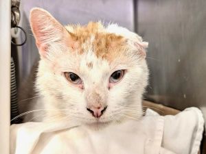 Jerry Domestic Short Hair Cat