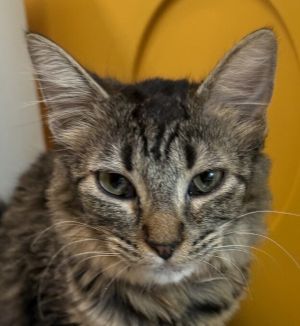 Moana, Young Female Domestic Short Hair