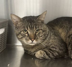 Rick, Adult Male Domestic Short Hair