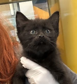 Jet, Baby Male Domestic Short Hair