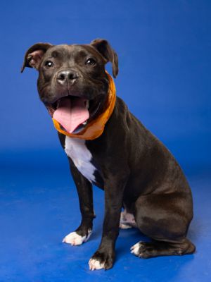 Marlo American Staffordshire Terrier Dog