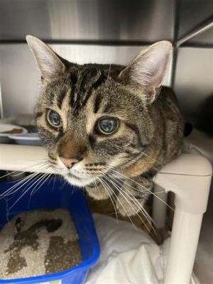 Ti-Mine, Young Female Domestic Short Hair