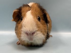 Chanel, Senior Female unknown