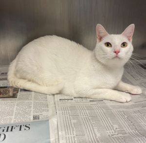 Aspen, Young Male Domestic Short Hair