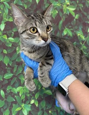 Mimi, Adult Female Domestic Short Hair