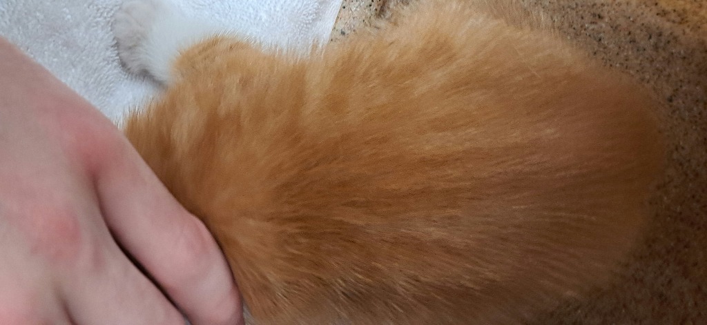Priscilla