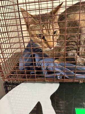 Shinx Domestic Short Hair Cat
