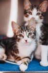85049a Furrell Williams- PetSmart Mt Pleasant photo 1