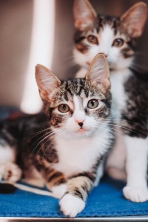 85049a Furrell Williams- PetSmart Mt Pleasant, Young Male Domestic Short Hair
