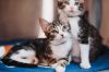 85049a Furrell Williams- PetSmart Mt Pleasant photo 2