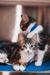 85049a Furrell Williams- PetSmart Mt Pleasant photo 3