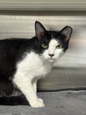 Red, Adult Male Domestic Short Hair