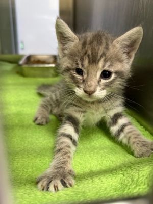 58882982, Adult Female Domestic Medium Hair