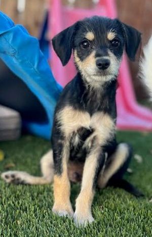 Hi Im Independence Im a 3-month-old tri-color terrier with the sweetest eyes and the softest flo
