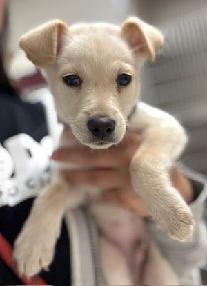 Hey Im Gunther Im a 3-month-old Chihuahua-Retriever-Lab mix with a shiny blonde coat-and trust me