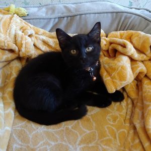 Hi Im Blackberry Im a 4-month-old all-black kitten with big curious eyes an