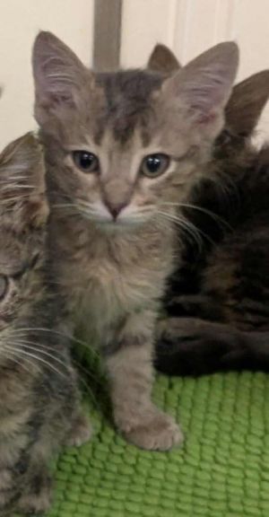 Peanut, Baby Male Domestic Short Hair