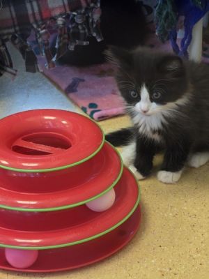 Chilaca, Baby Female Domestic Short Hair