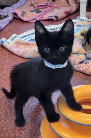 Poblano, Baby Male Domestic Short Hair