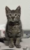 Le Tigre photo 1
