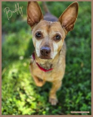 Buddy, Senior Male unknown
