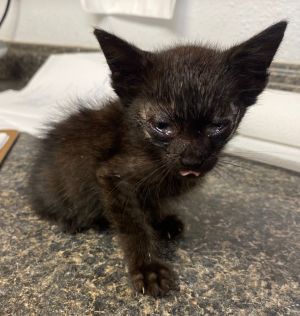 Peaches, Baby Female Domestic Short Hair