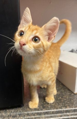 Cheddar, Baby Male Domestic Short Hair