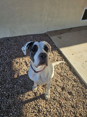 Bella, Adult Female unknown