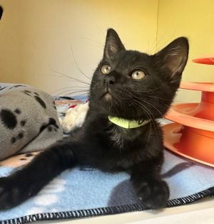 Primary Color Black Weight 23lbs Age 0yrs 0mths 10wks Animal has been Spayed