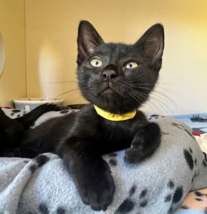 Washington Domestic Short Hair Cat