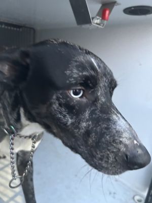 Primary Color Black Secondary Color Grey Weight 46lbs
