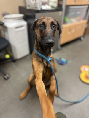 Primary Color Brown Secondary Color Black Weight 71lbs Age 1yrs 0mths 0wks