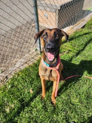 Primary Color Brown Secondary Color Black Weight 71lbs Age 1yrs 0mths 1wks