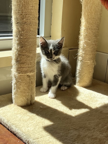 Gustavo