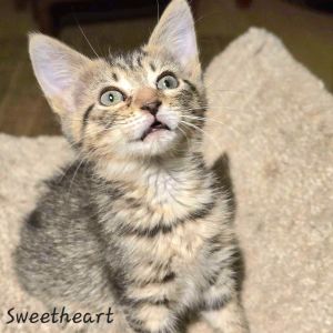 Sweetheart, Baby Female Domestic Short Hair