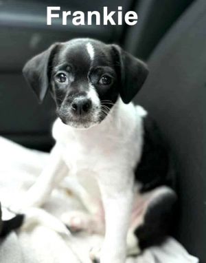 Frankie SS in MS, Baby Male unknown