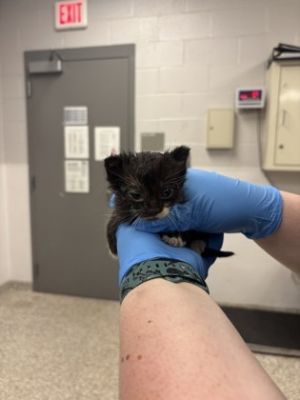 58882774, Baby Male Domestic Short Hair