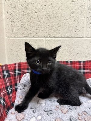 Meteor, Baby Male Domestic Short Hair